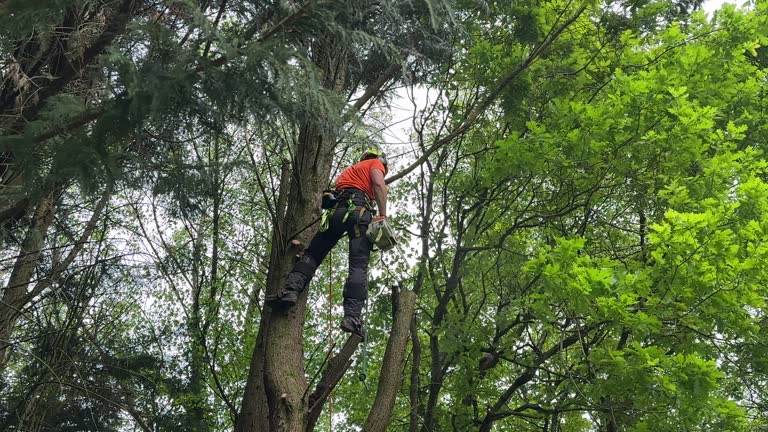 Best Hedge Trimming  in Mccom, OH